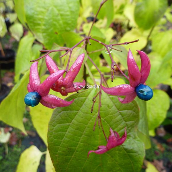 Clerodendrum trichotomum Purple Haze (4)