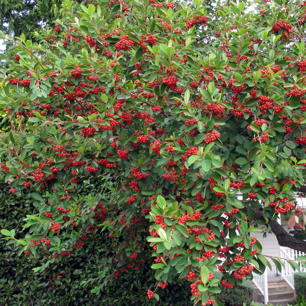 Cotoneaster glaucophyllus Serotinus (3)