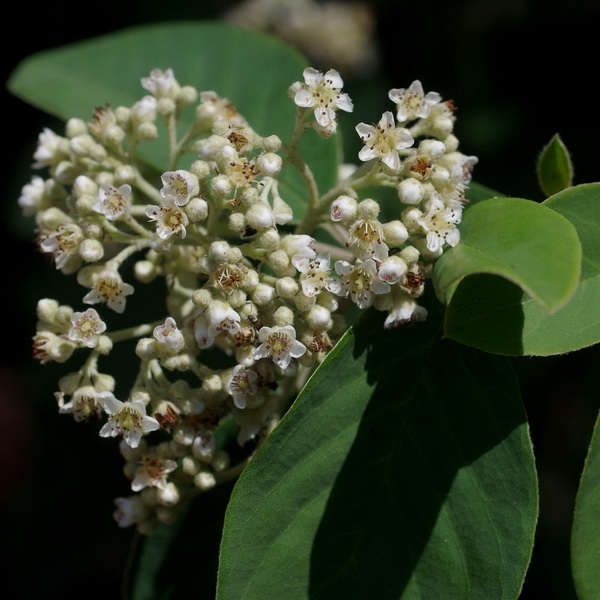 Cotoneaster glaucophyllus Serotinus (1)