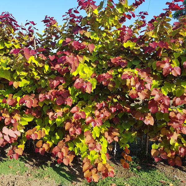 Cercis canadensis Eternal Flame (1)