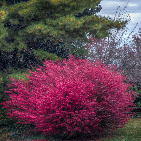 Euonymus alatus