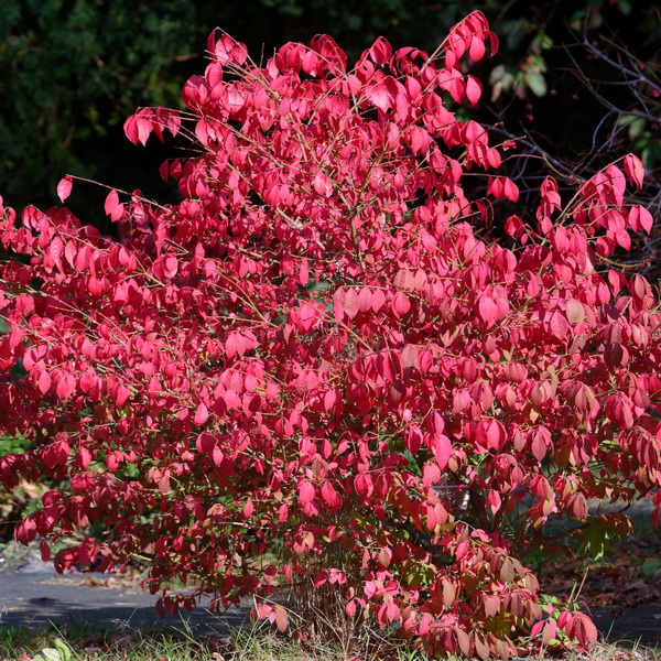 Euonymus alatus (1)