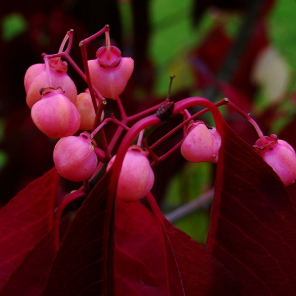 Euonymus alatus (2)