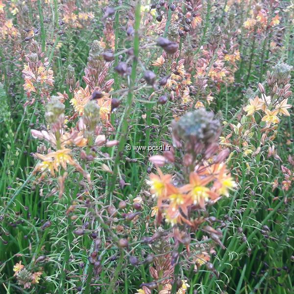 Bulbine frutescens Hallmark (3)