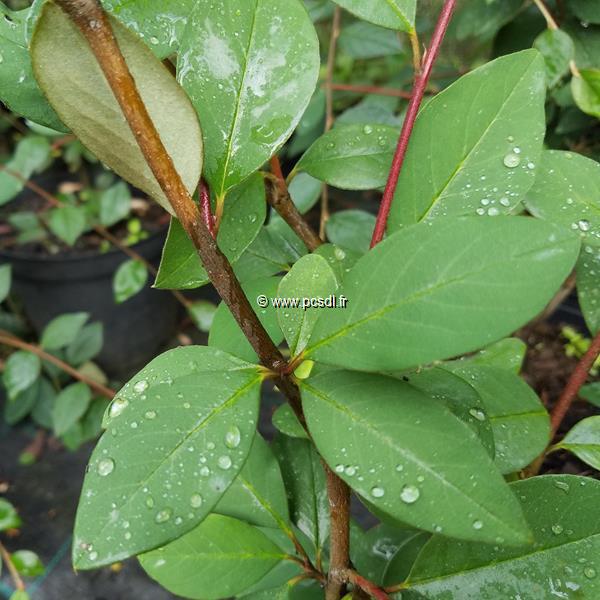 Cotoneaster glaucophyllus Serotinus