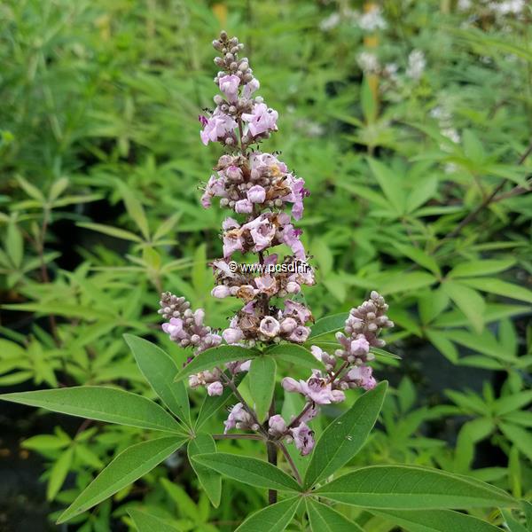 Vitex agnus-castus Pink Pinnacle (2)