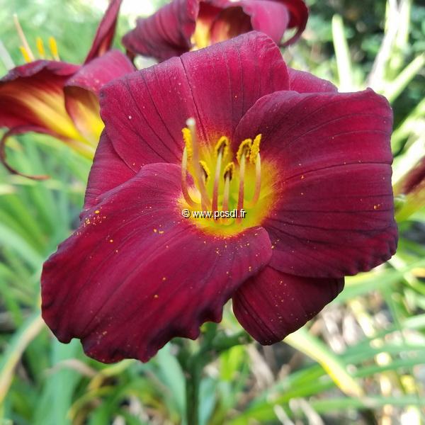 Hemerocallis Stella Red (1)