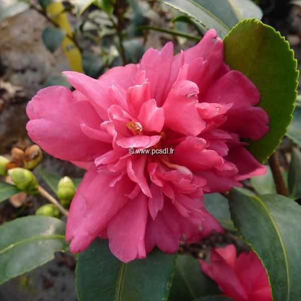Camellia sasanqua Caroline (2)