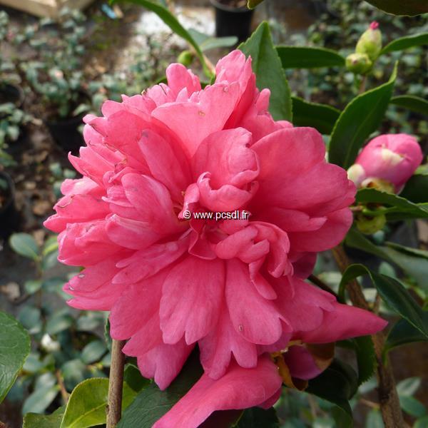 Camellia sasanqua Caroline (3)
