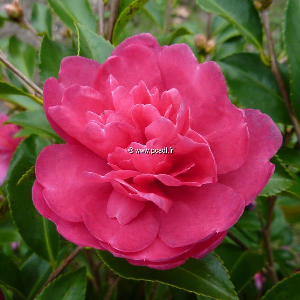 Camellia sasanqua Caroline (4)
