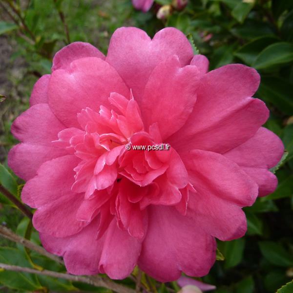 Camellia sasanqua Caroline (5)