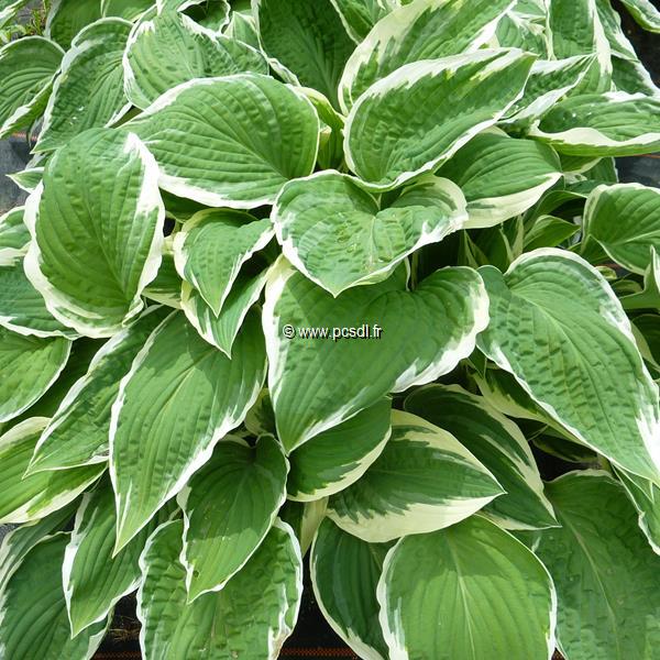 Hosta Francee (4)