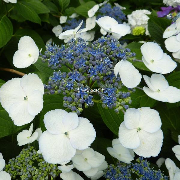 Hydrangea macrophylla Bachstelze (3)