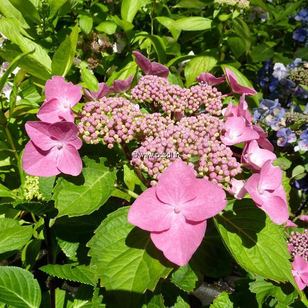 Hydrangea macrophylla Buchfink (1)