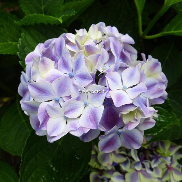 Hydrangea macrophylla Frau Nobuko