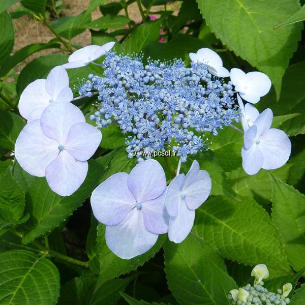 Hydrangea macrophylla Grants Choice (2)