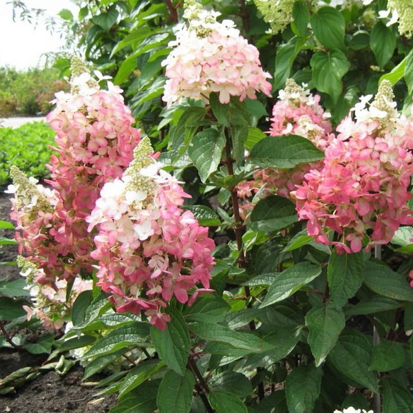 Hydrangea paniculata Vesuvio