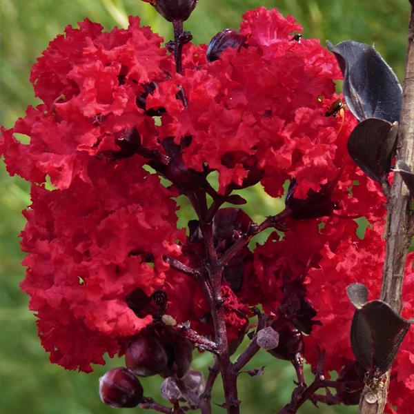 Lagerstroemia indica Black Solitaire Red Hot