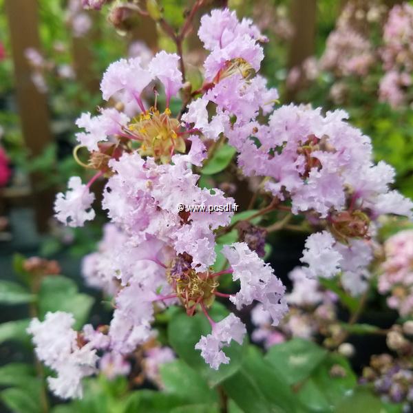 Lagerstroemia indica Camaieu dEte (2)