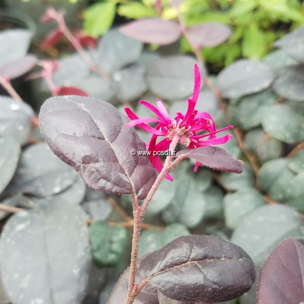 Loropetalum chinense rubrum Plum Gorgeous (3)