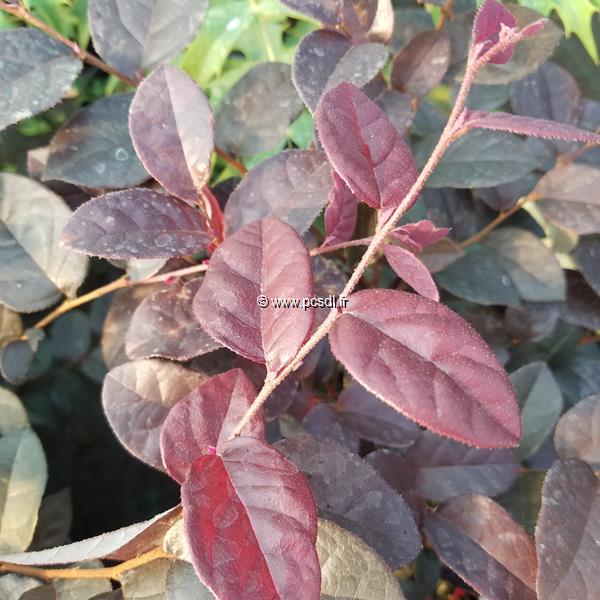 Loropetalum chinense rubrum Rose in Black (1)