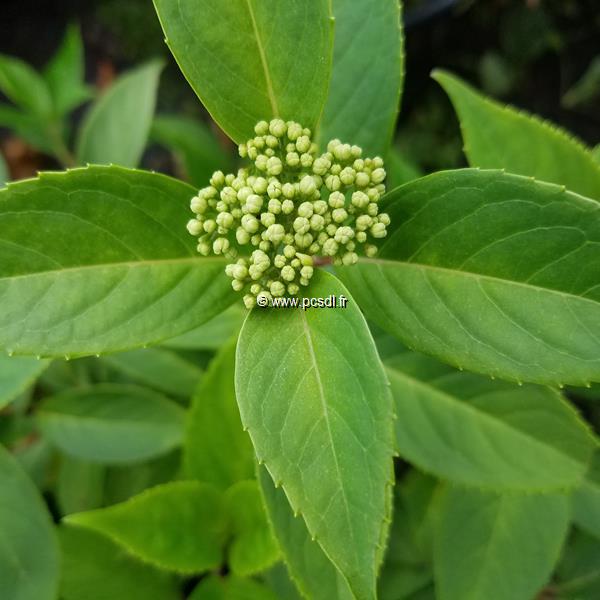 Hydrangea Renaissance (2)