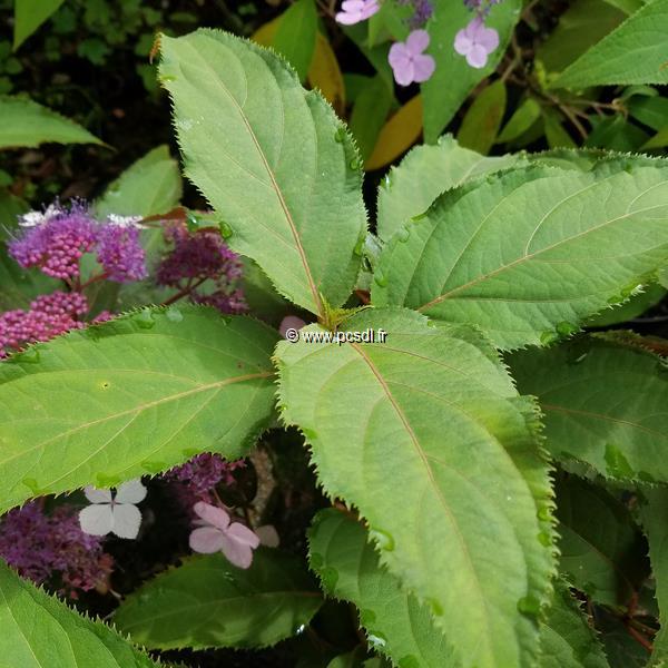 Hydrangea aspera Rosemary Foster (6)