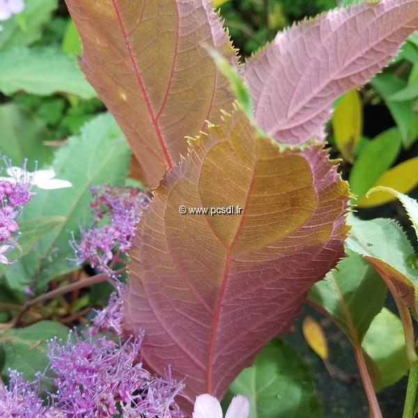 Hydrangea aspera Rosemary Foster (1)