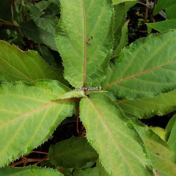 Hydrangea aspera Rosemary Foster (5)