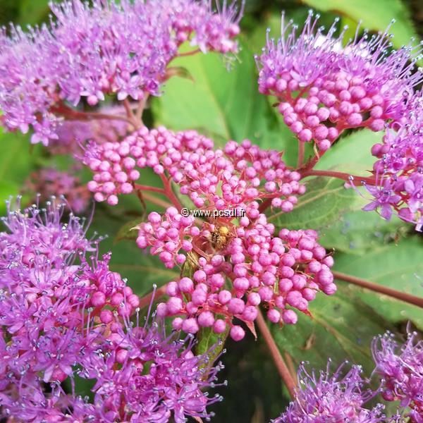 Hydrangea aspera Rosemary Foster (4)