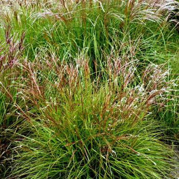 Miscanthus sinensis Cute One (2)
