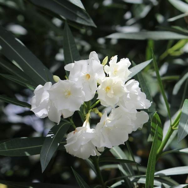 Nerium oleander Porto