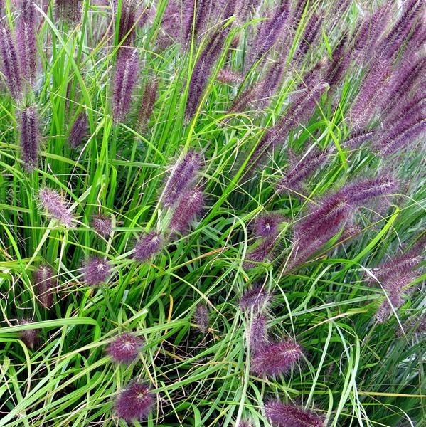 Pennisetum alopecuroides Red Head (4)