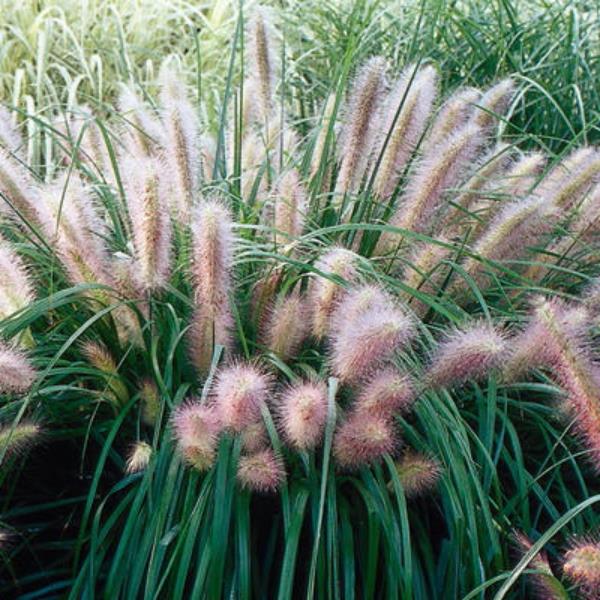 Pennisetum alopecuroides Red Head (3)