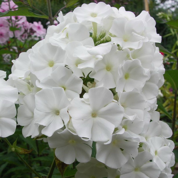 Phlox douglasii White Admiral