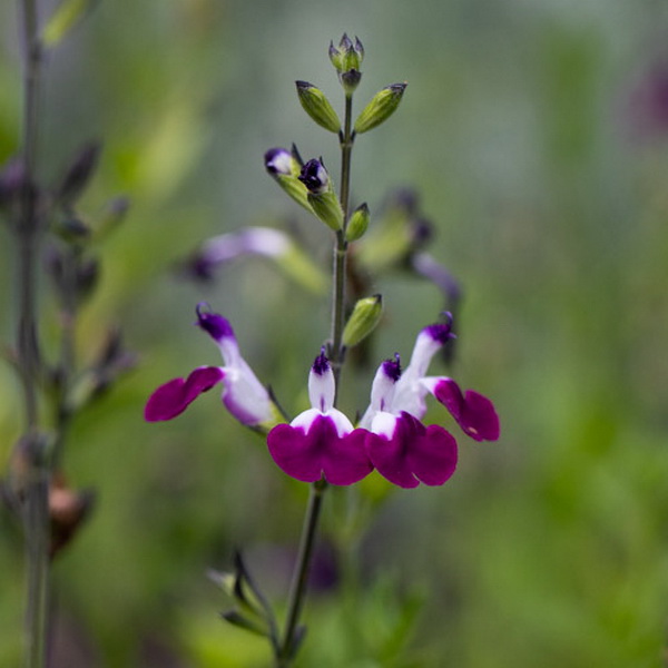 Salvia greggii Amethyst Lips