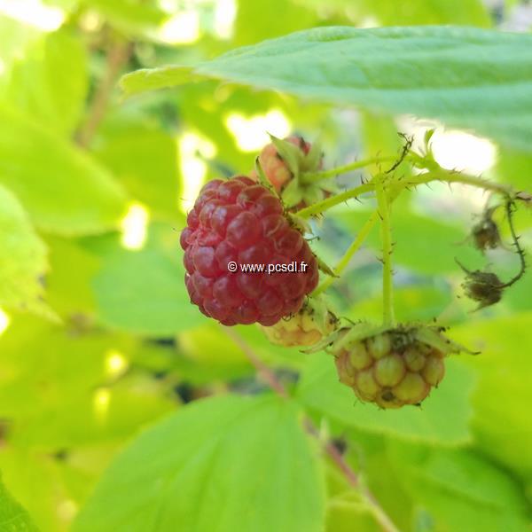 Rubus idaeus Zeva (2)
