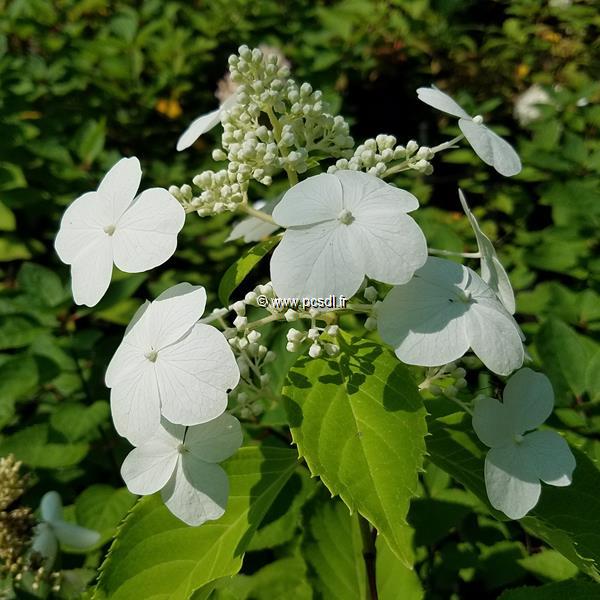 Hydrangea paniculata Levana (1)