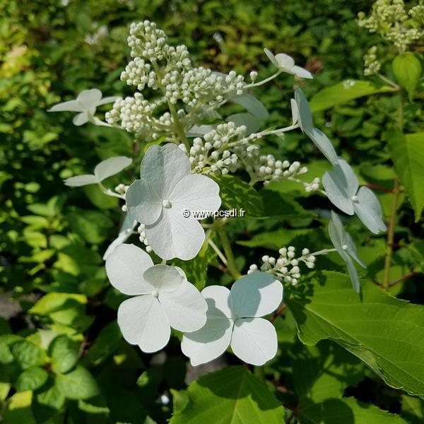 Hydrangea paniculata Levana (2)