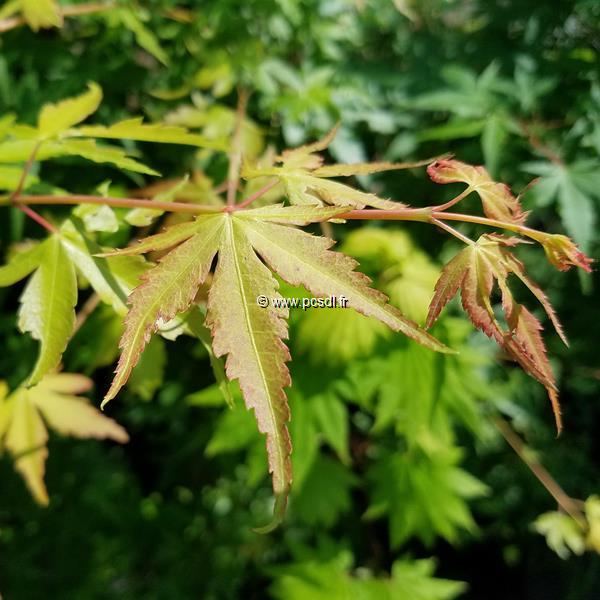 Acer palmatum Katsura