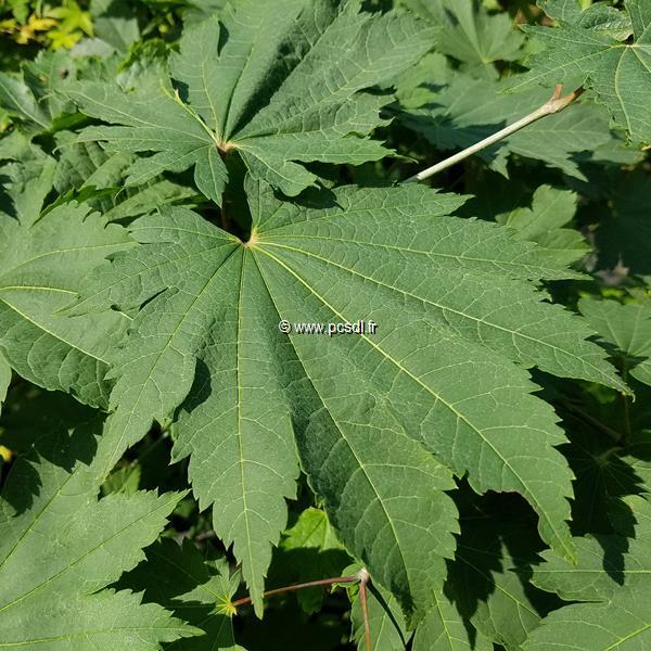 Acer japonicum Vitifolium