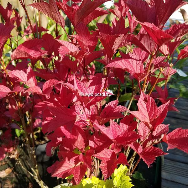 Viburnum trilobum Bailey Compact (3)