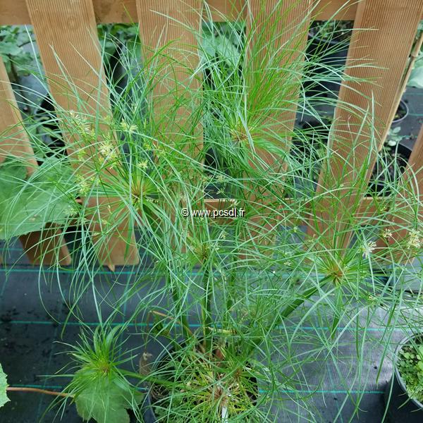 Cyperus papyrus Nefretete (2)