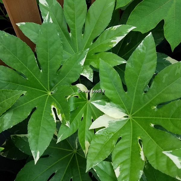 Fatsia japonica Variegata (1)