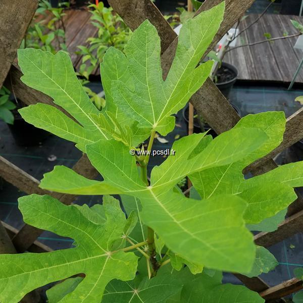 Ficus carica Violette de Solliès (1)