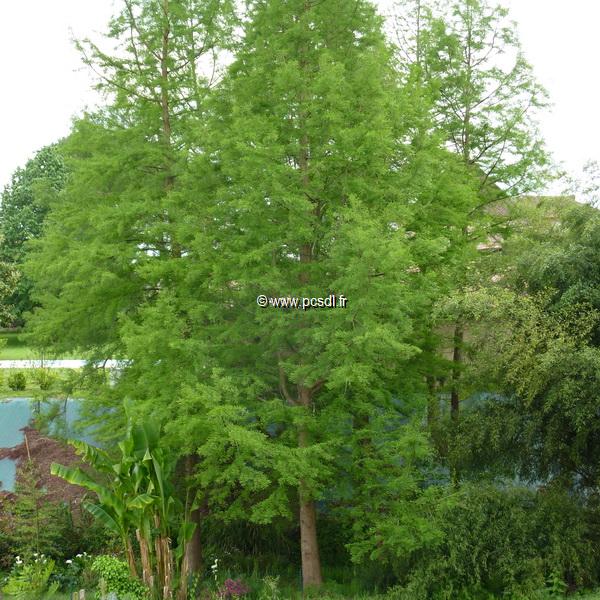 Taxodium distichum