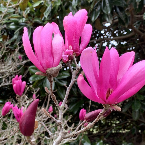 Magnolia Susan (5)