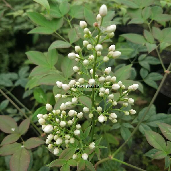5 Semi Di Nandina Domestica 'Moyer Red' - Bacche Rosse E Fogliame Ornamentale - Giardinaggio