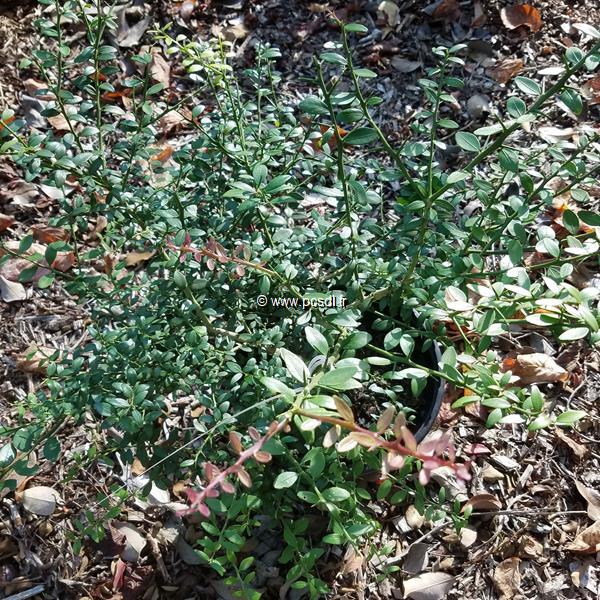 Microcitrus australasica (Citron caviar) C4L 30/40 - Tous les arbustes -  Pépinières côte sud des landes