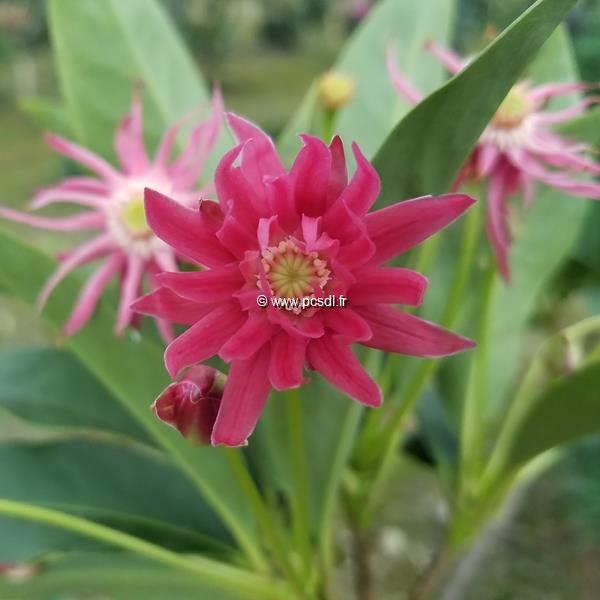 Illicium Woodland Ruby (3)
